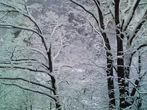 雪化粧した木々が幻想的