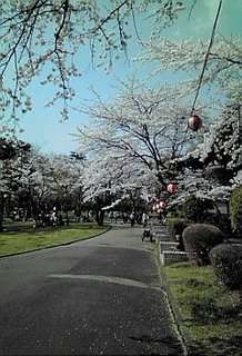 里見公園の桜