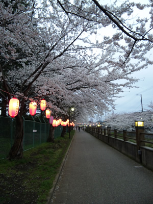 夕暮れの桜並木