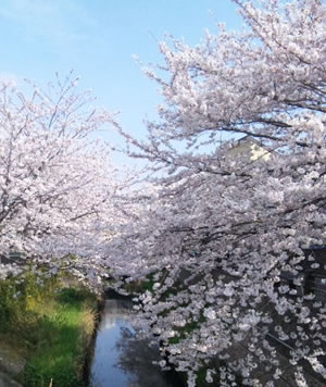 桜