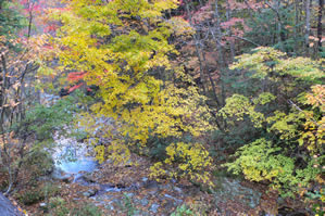 川(水)と紅葉